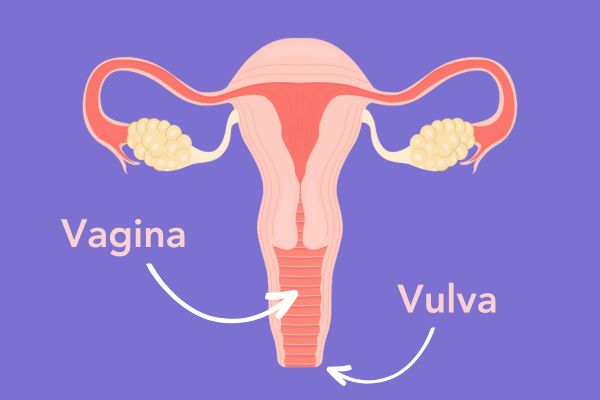 Unterschied Vulva & Vagina